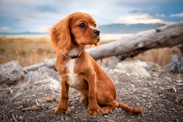 dog alone at a beach Pixabay image