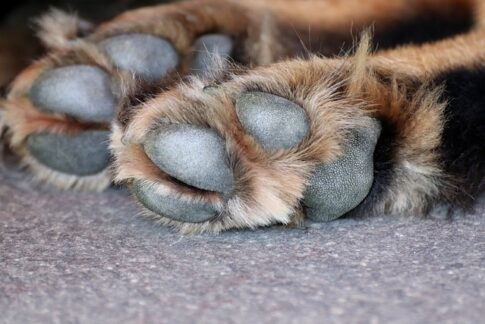 dog paws Pixabay image