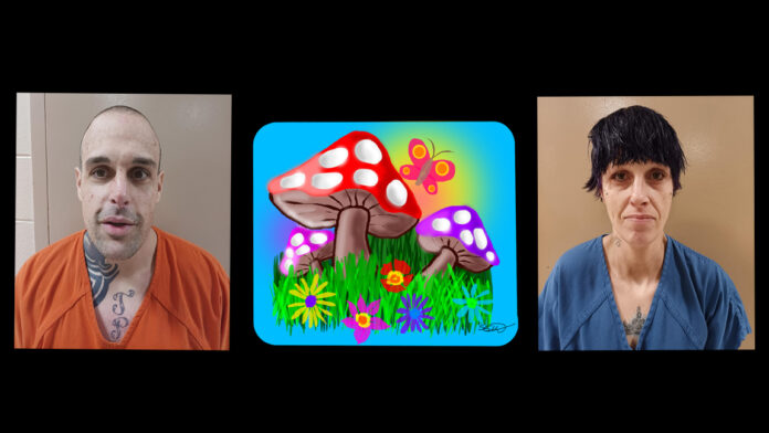 magic mushrooms