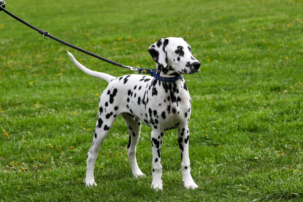 Finding dependable pet sitters while RVing