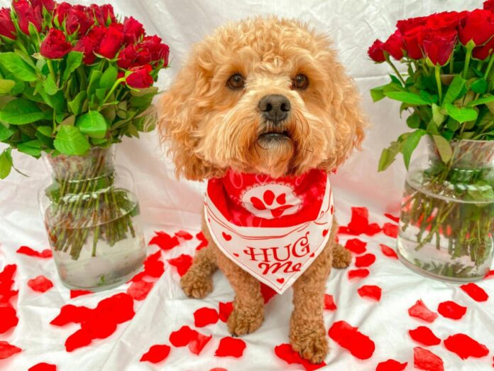 Small dog with Valentines Pexels image