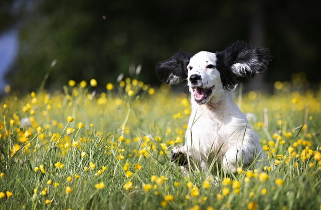 How to find the perfect dog-friendly RV park