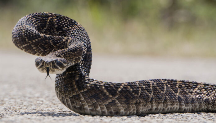 rattlesnake bite