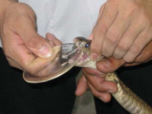 rattlesnake bite