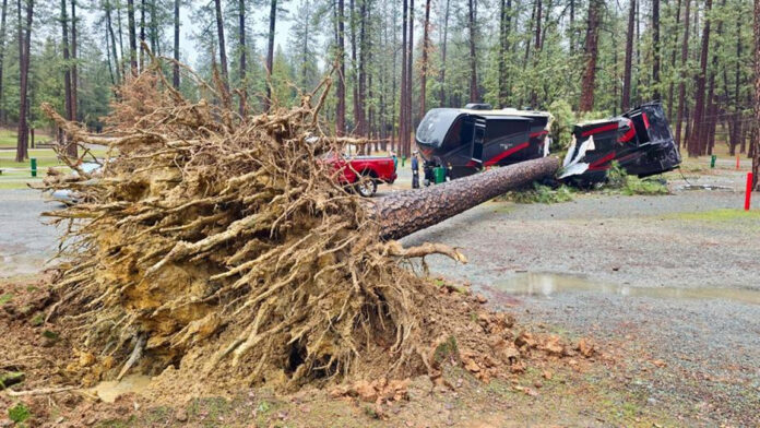 tree splits fifth wheel