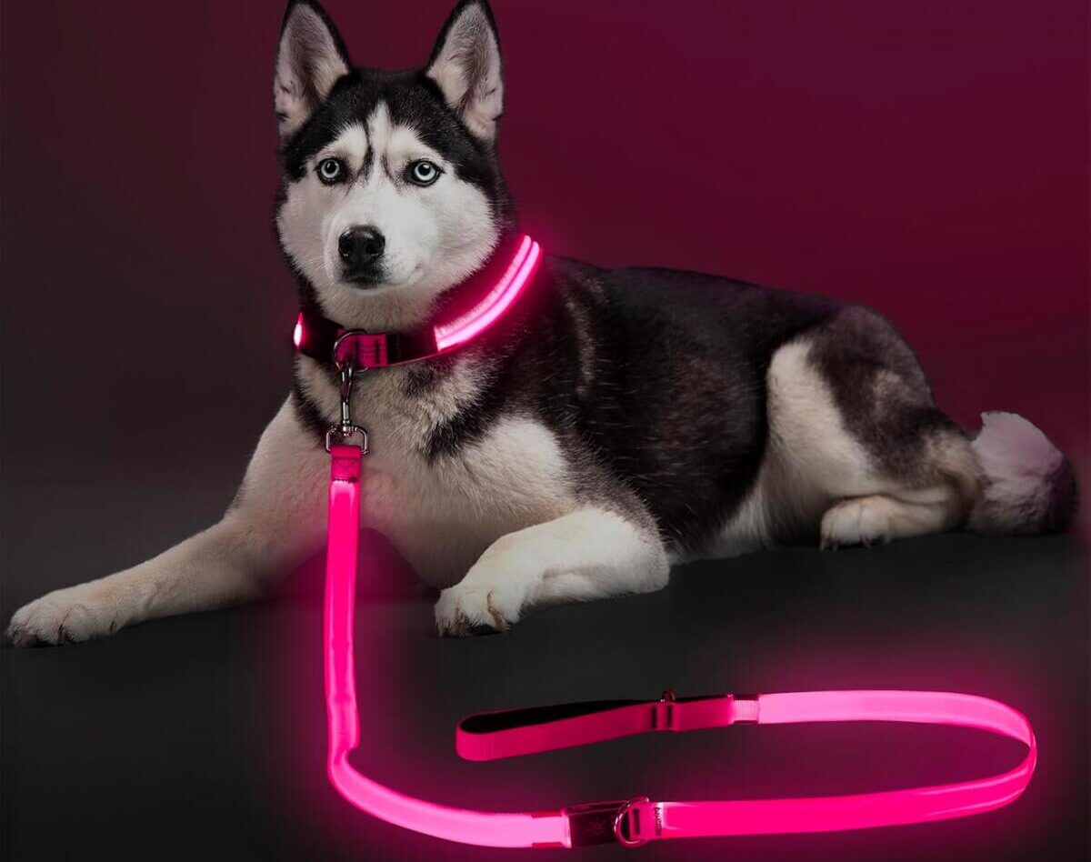 Your RVing pup needs a light-up leash!