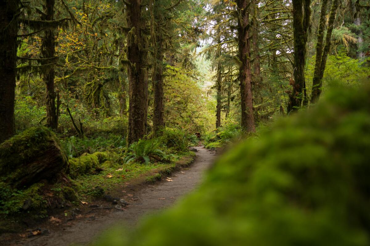 Washington’s Olympic National Park hits the lottery—sort of