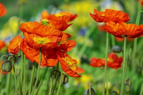 field of poppies Pixabay image