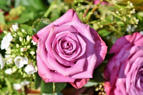 pink roses Pixabay image