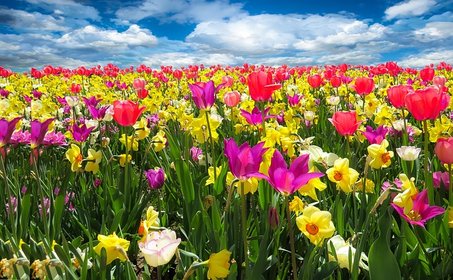 mix of colorful spring flowers Pixabay image