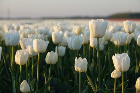tulip field Pixabay image
