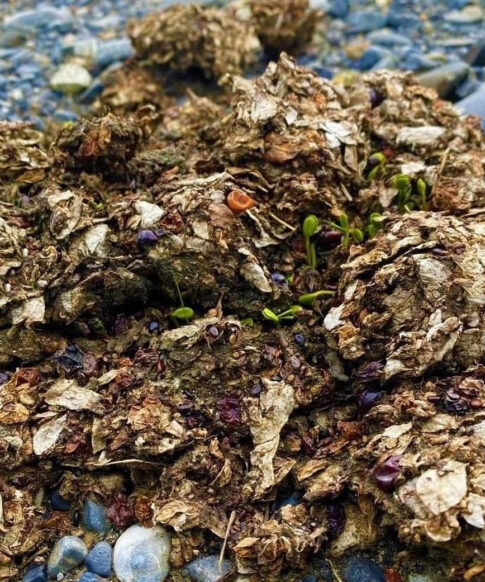 guide to wildlife poop