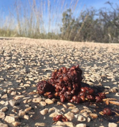 guide to wildlife poop
