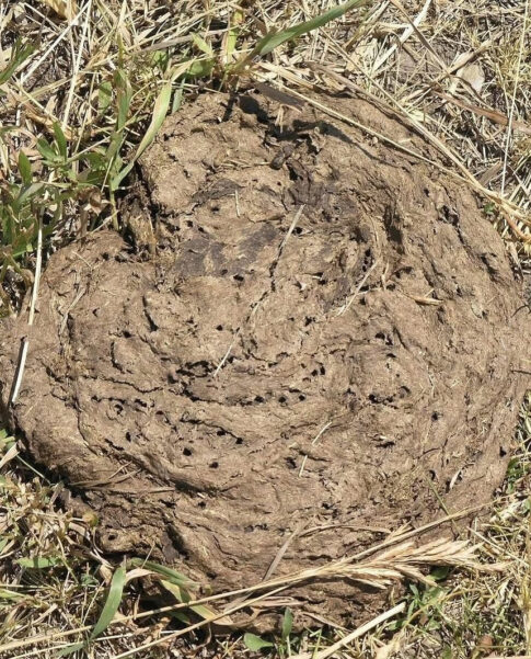guide to wildlife poop