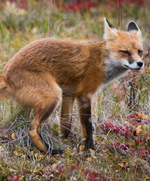 guide to wildlife poop