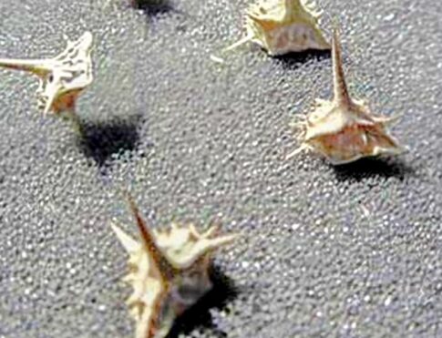 Goat heads weed seed pods Image: Gail Marsh (no need for attribution)