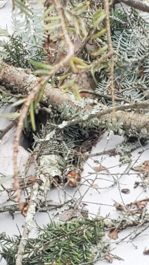 Tree Branch 2