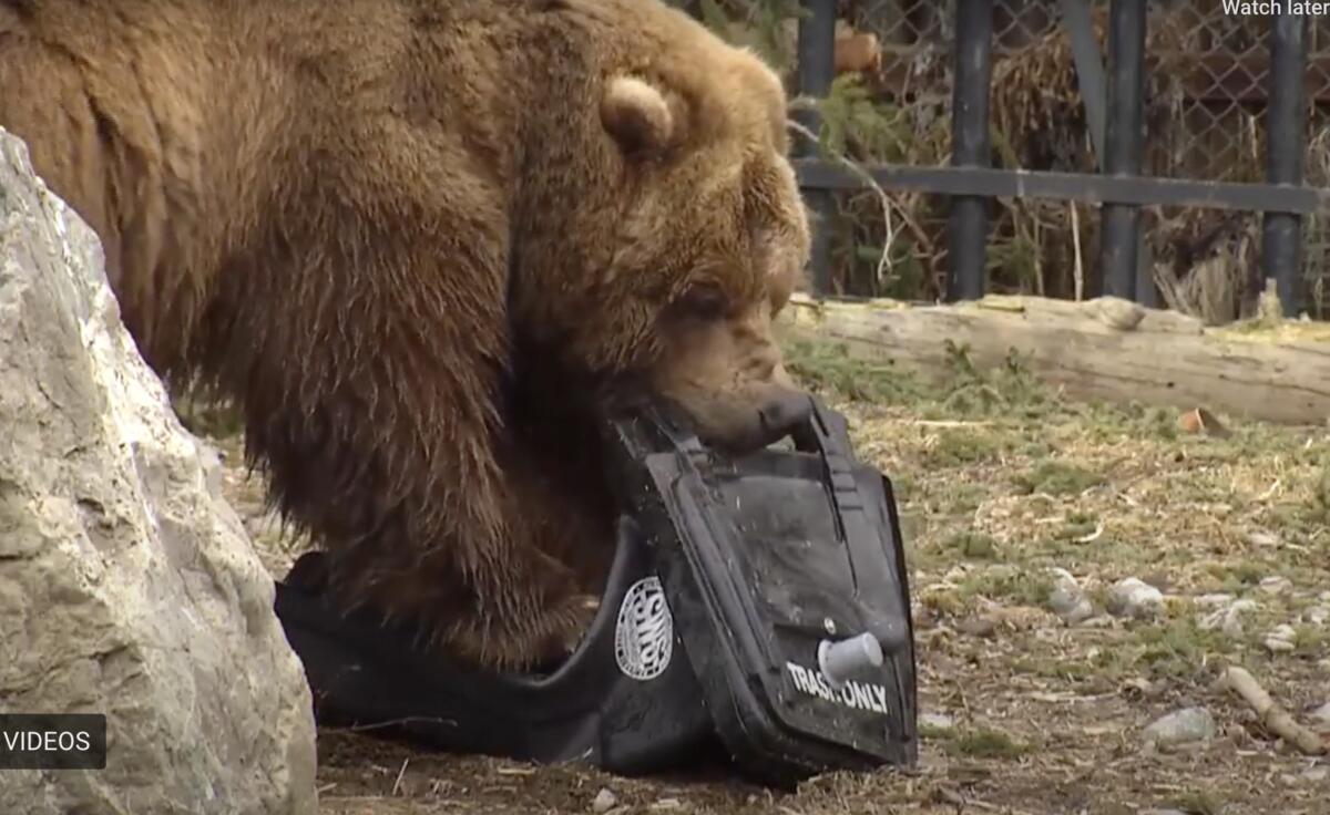 How do you test a bear-proof container? Let a real bear try to break in!