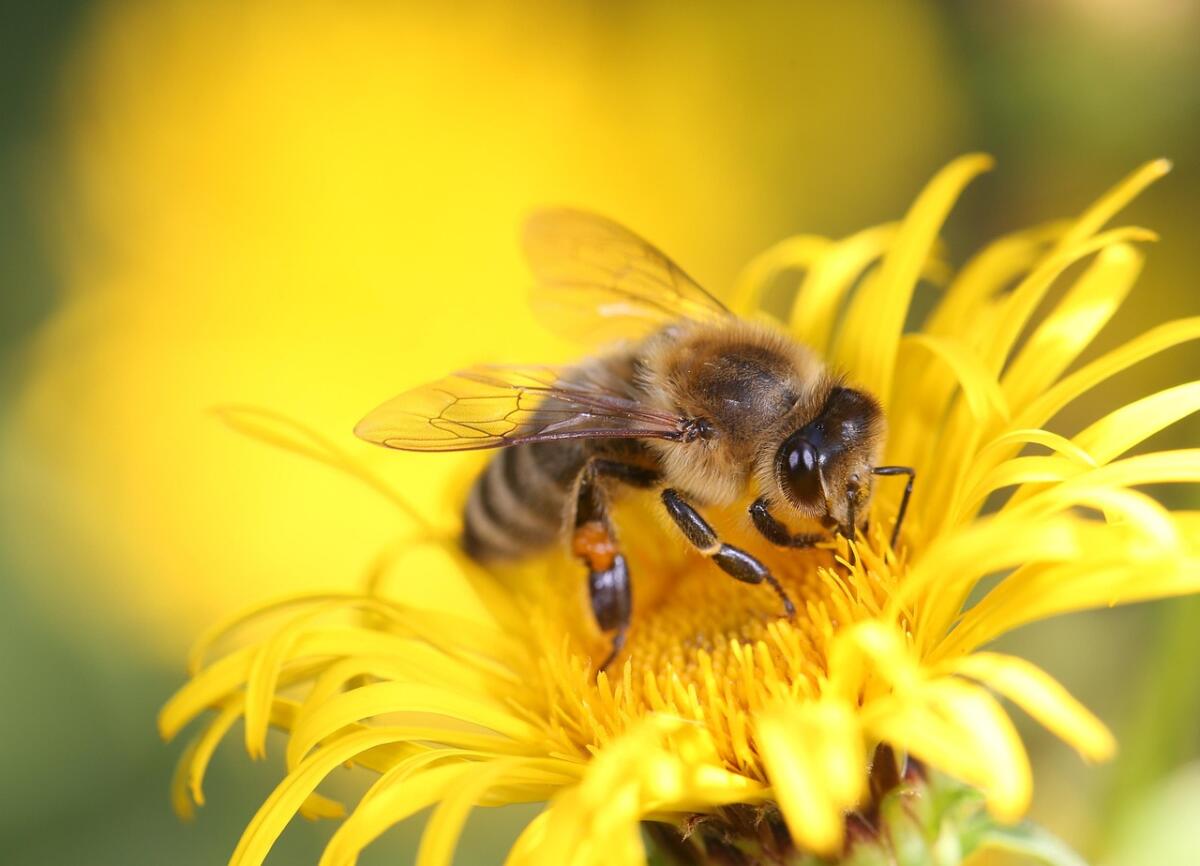 How to keep bees away from your RV and campsite