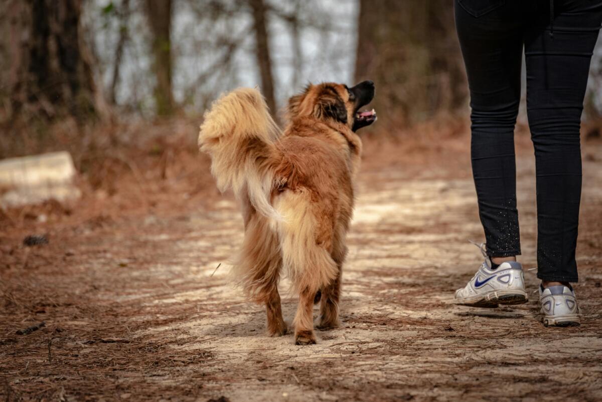 Yes, dogs can get sunburned!
