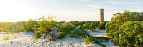 Delaware's Cape Henlopen State Park Image: Delaware state park service