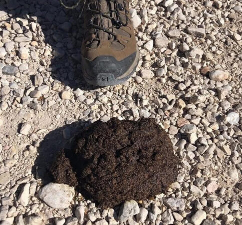 guide to wildlife poop