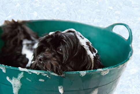Black pup shampooed in green tub Pixabay image