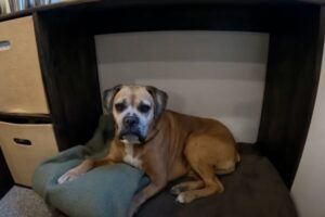 RV pet gear