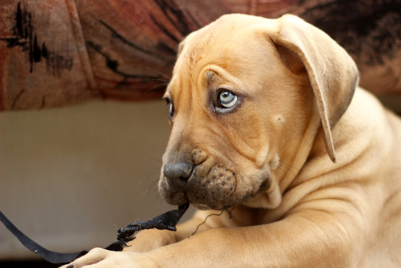 Pet microchip registry shuts down