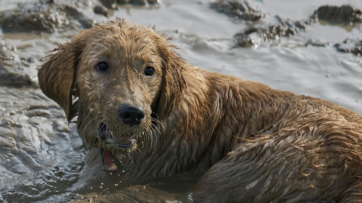 Is your dog smelly? Read this