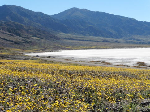 Death Valley spring super bloom Image: NPS