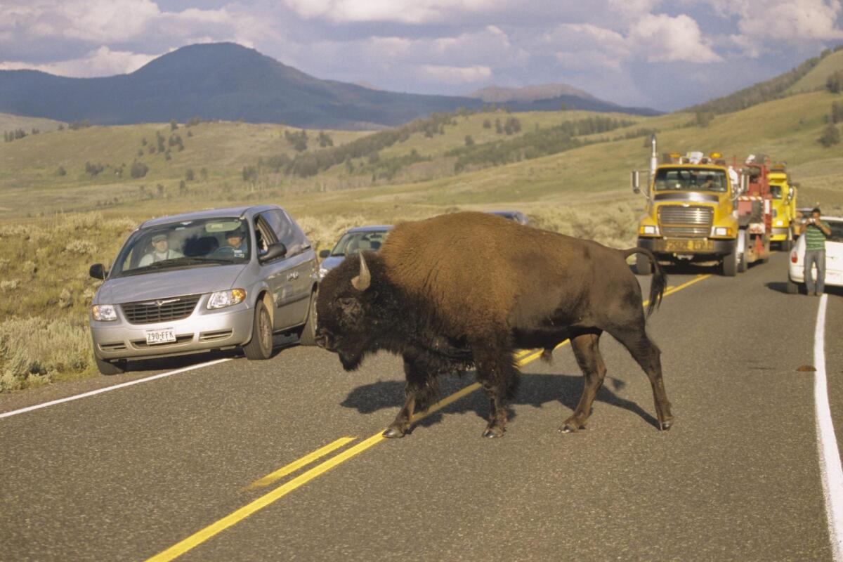 Florida man gored by bison at Yellowstone National Park