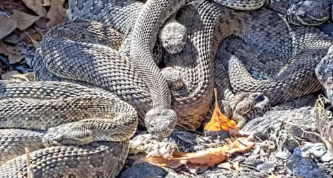 live rattlesnake TV