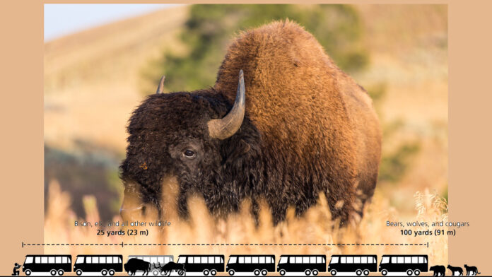 Yellowstone bison goring