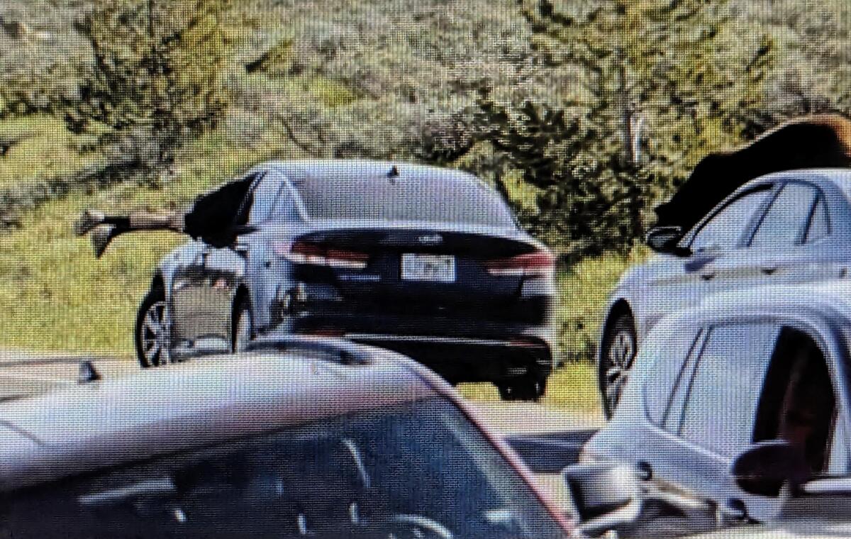 Grand Teton tourist dives through car window and narrowly avoids grizzly