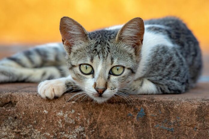 Gray and white kitty for unusual uses for cat litter Image: Pixabay