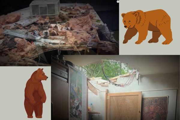 See what damage a bear can do to an RV