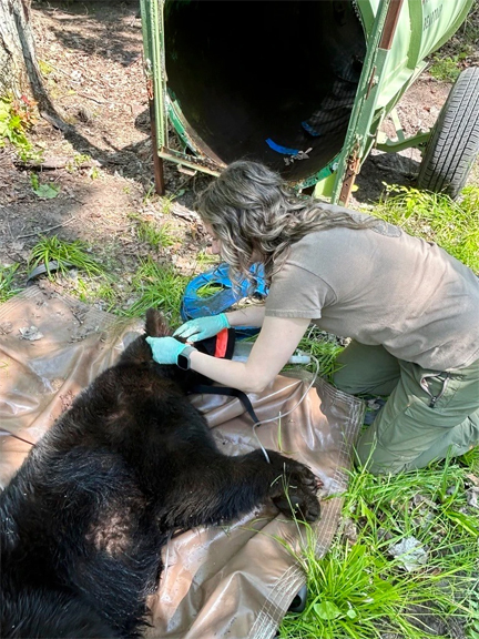 bear with a barrel lid around his neck