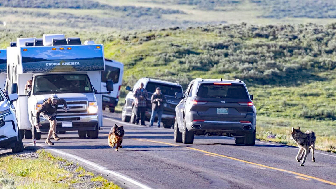 German Shepherd jumps from car window, chases wolf in Yellowstone