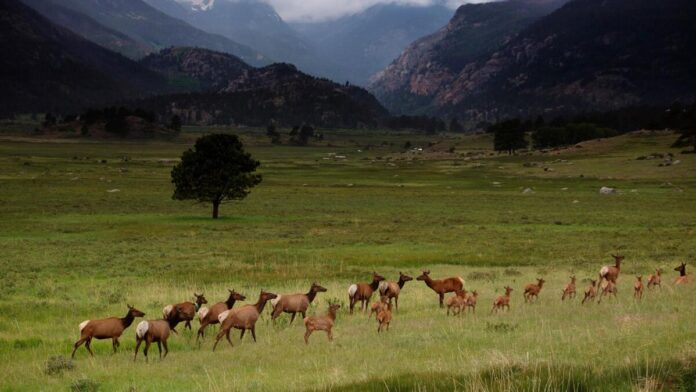Moraine Campground in RMNP Image: NPS