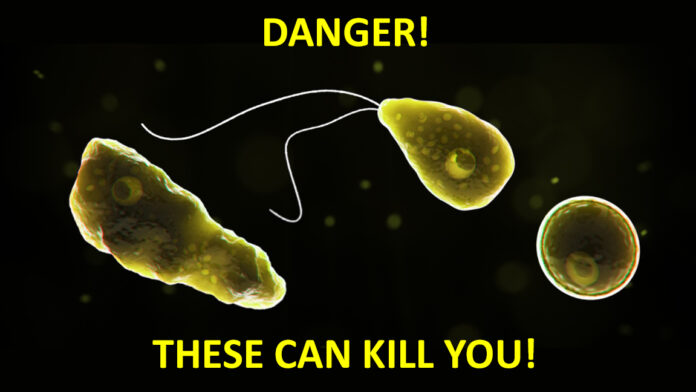brain-eating amoeba in RV water