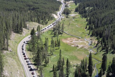 Long line to traffic at Yellowstone National Park.