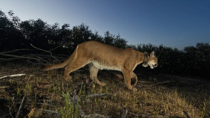 Mountain lion attack