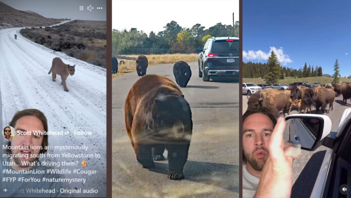 No, the animals aren’t fleeing Yellowstone—It’s just social media hype