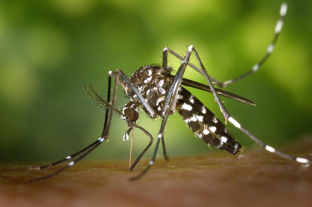 Mosquito on skin Pixabay image
