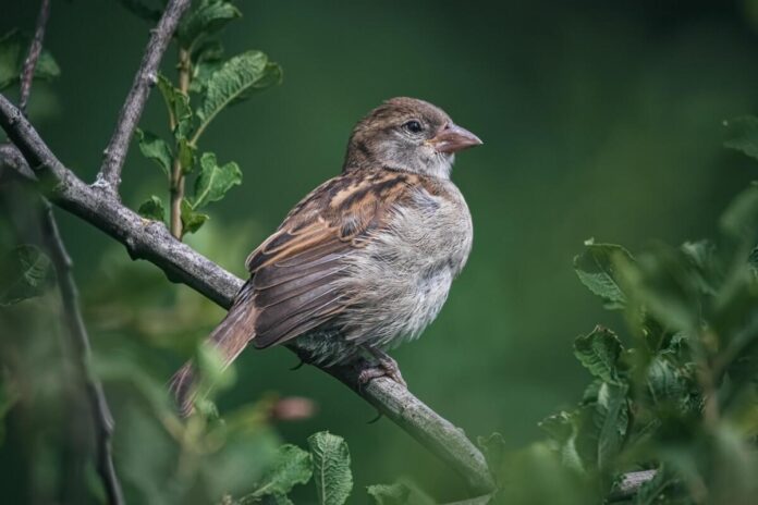 Sparrow perched on tree branch Pixabay image