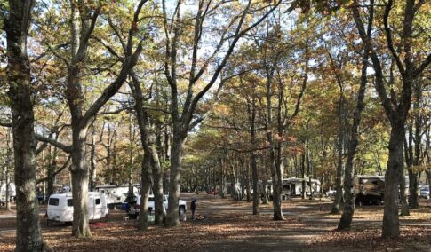 Campground with trees and RVs