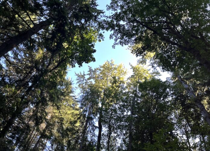 Trees in forest