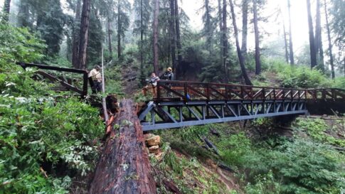 Pfeiffer Big Sur trail damaged by massive tree Image: California's State Parks