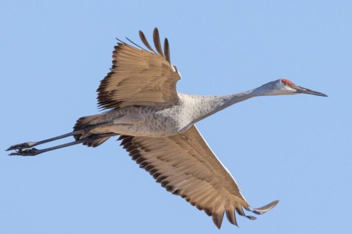 Sandhill Crane